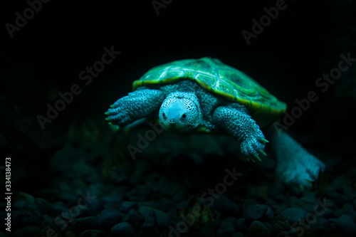 Obraz na plátně diamondback terrapin turtle swimming in the aquarium with black background