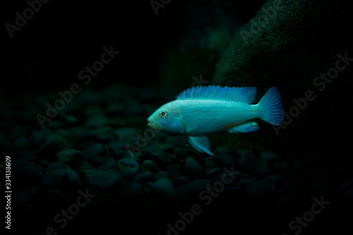 snow white cichlid fish 