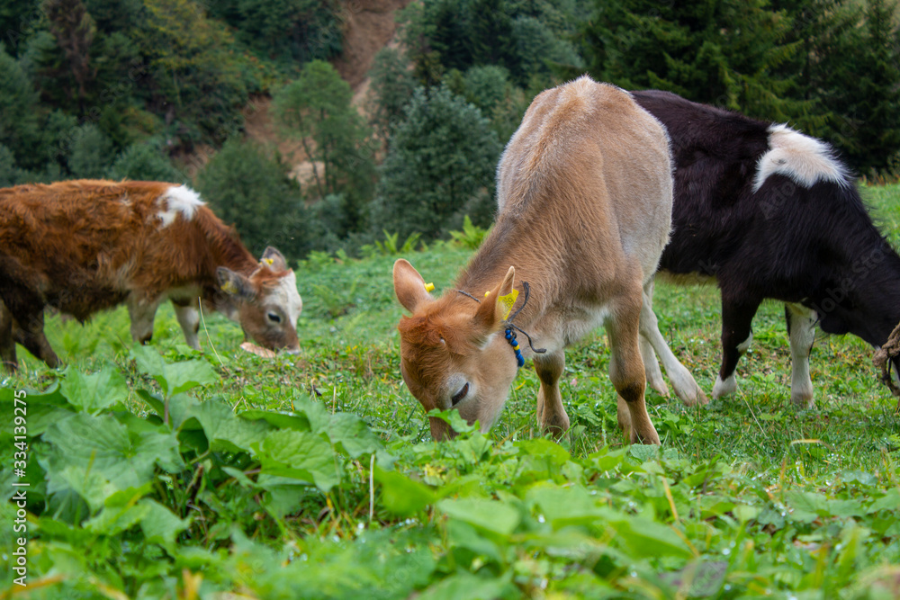 forest landscape behind grazing calves and cows in the village from uzungol turkey forest landscape behind grazing calves and cows in the village from uzungol turkey