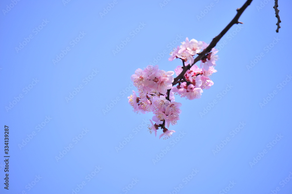 Spring heraldic flowers