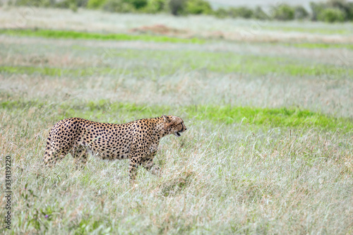 The family of cheetahs. Kenia