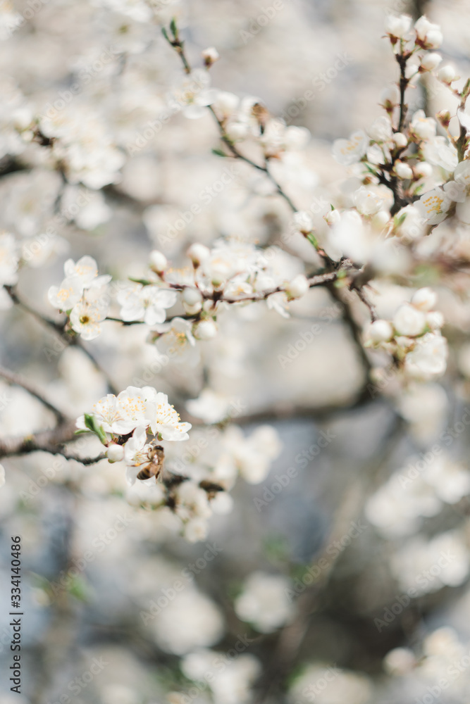 flowering trees in the garden in spring flowering trees in the garden in spring