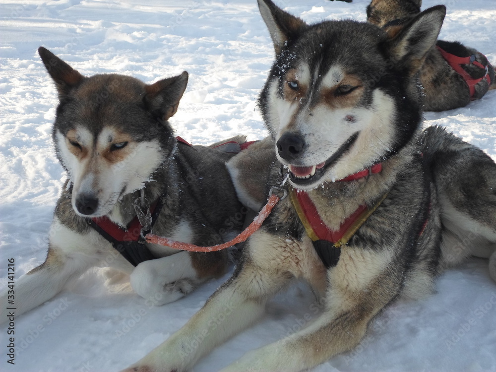 Cani husky Cani husky