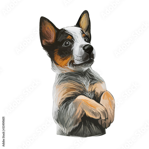 Texas Heeler Puppy crossbred herding dog isolated. Cross Australian Cattle Dog, Border collie and Australian Shepherd. Digital art illustration of hand drawn pet portrait, puppy head mixed crossbreed