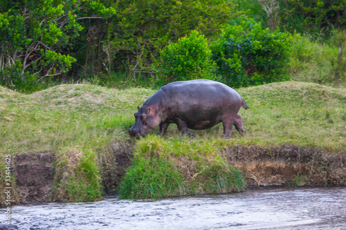 Hippo grazes on the lake