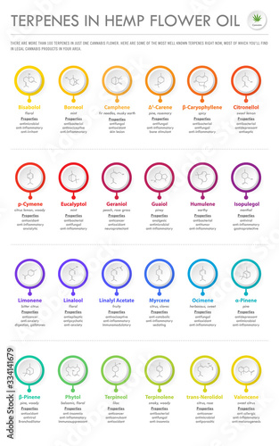 Terpenes in Hemp Flower Oil with Structural Formulas vertical business infographic illustration about cannabis as herbal alternative medicine and chemical therapy, healthcare and medical vector.