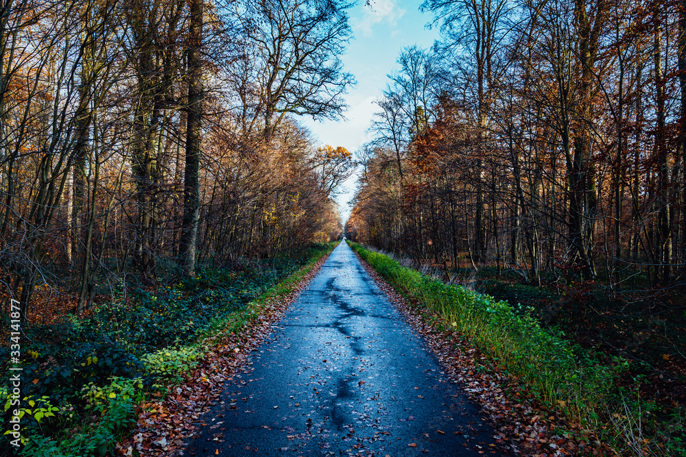 Straße im Wald Straße im Wald