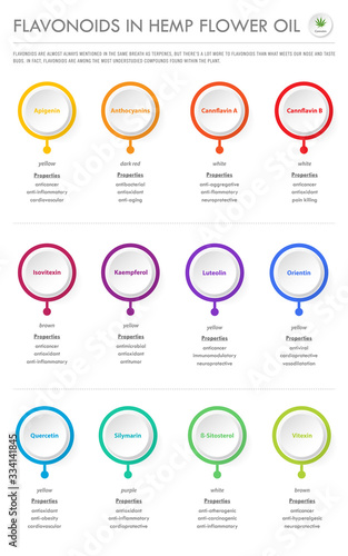 Flavonoids in Hemp Flower Oil vertical business infographic illustration about cannabis as herbal alternative medicine and chemical therapy, healthcare and medical vector.