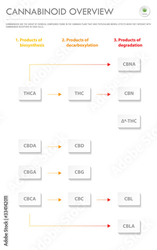 Cannabinoid Overview vertical business infographic illustration about cannabis as herbal alternative medicine and chemical therapy, healthcare and medical vector.