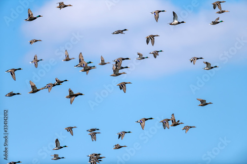 View of flying brown wild ducks and mallards in blue sky