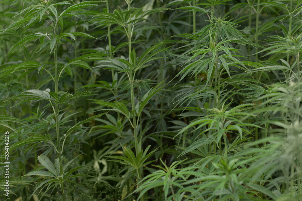 Cannabis Plants Growing Outdoor with Marijuana Buds Cannabis Plants Growing Outdoor with Marijuana Buds