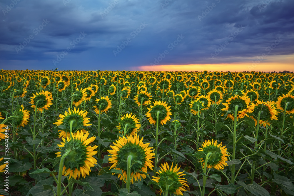 Obraz premium Field of blooming sunflowers on a background sunset. Beautiful summer landscape