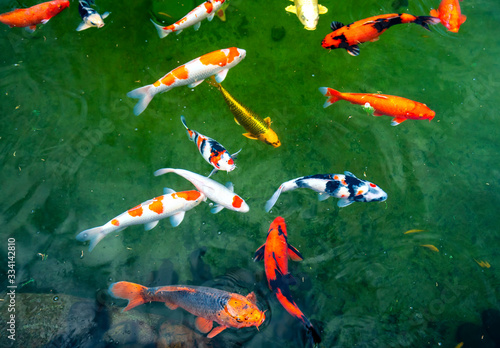 Colorful Koi fishes swimming in the lake. This is a ornamental carp decorated in a garden with a large lake