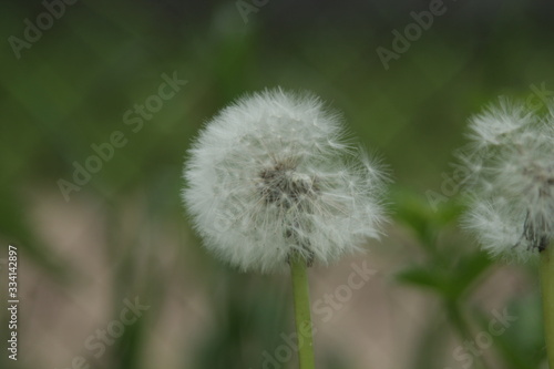 dandelion on the blurred background of the meadow