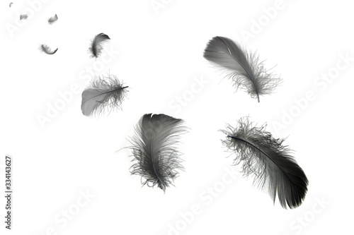 Group of soft black feathers floating in the air, feather abstract background, isolated on white background © Siwakorn1933
