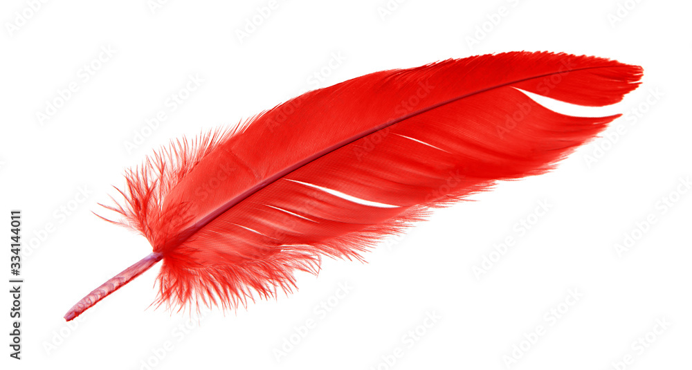 colorful red feather isolated on white background, swan feather colorful red feather isolated on white background, swan feather