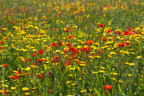 Field of colorful wildflowers in sunlight