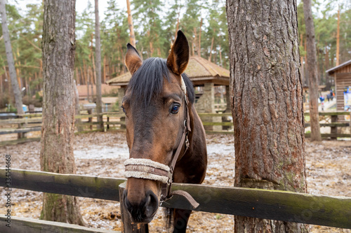 A brown horse peeks out from behind a wooden fence near the trees. An animal with a white bridle in the forest on the street in the corral. The horse looks forward with a proud look with raised ears.