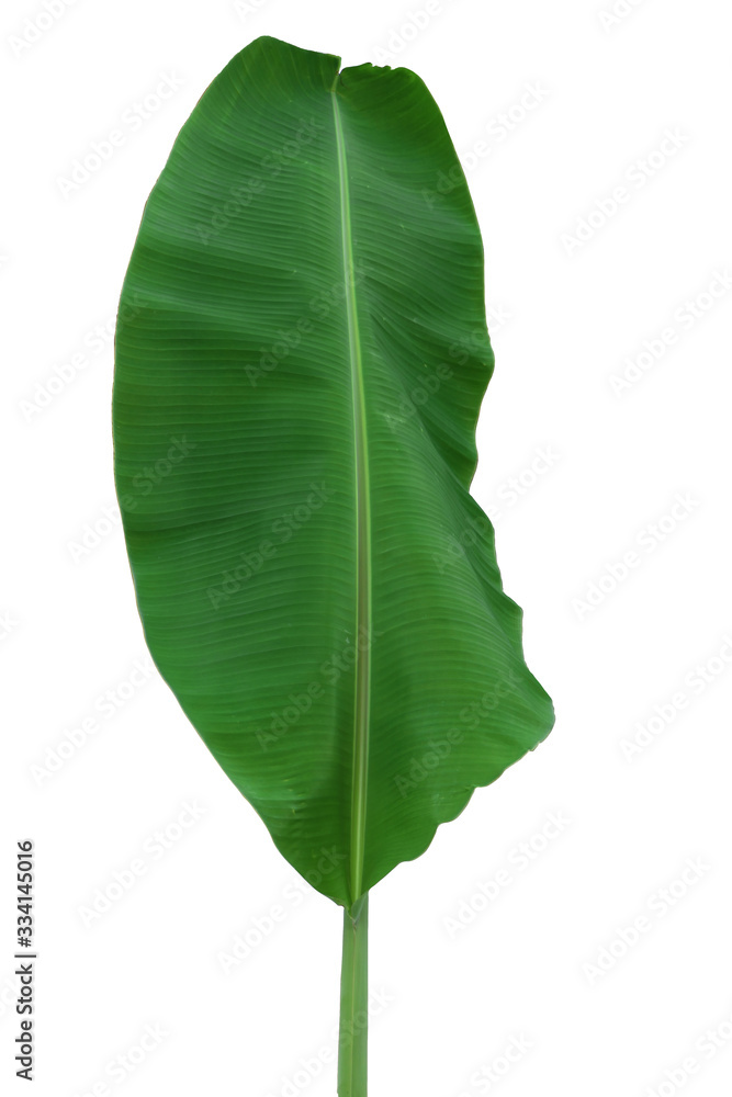 Fototapeta premium The tropical banana leaves . Fresh green banana leaf isolated on white background with clipping path.