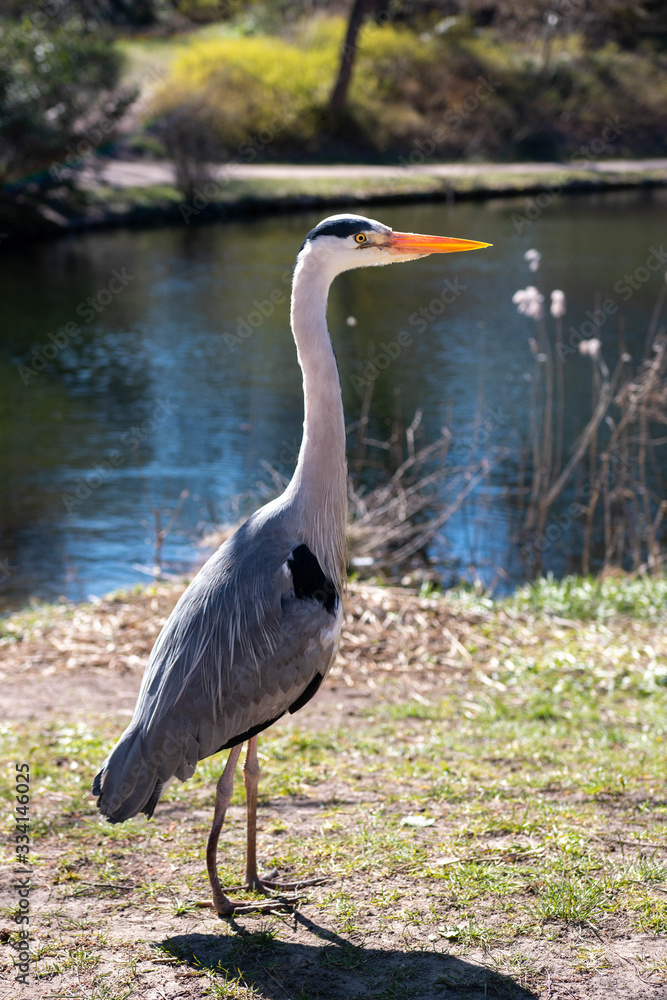 Naklejka premium Great Blue heron standing on his legs out of water in a Park in Copenhagen. These birds are very common in capital of Denmark.