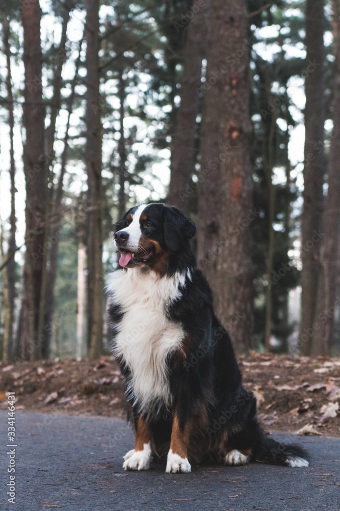 Bernese mountain dog in the autumn forest.