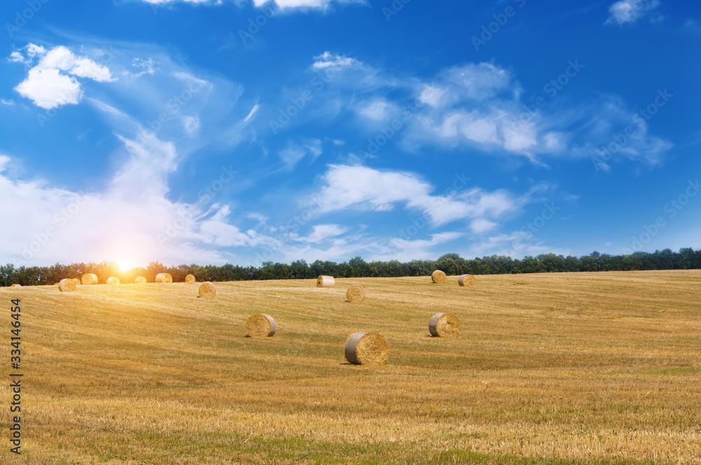 Fototapeta premium Rural landscape with golden straw bales.