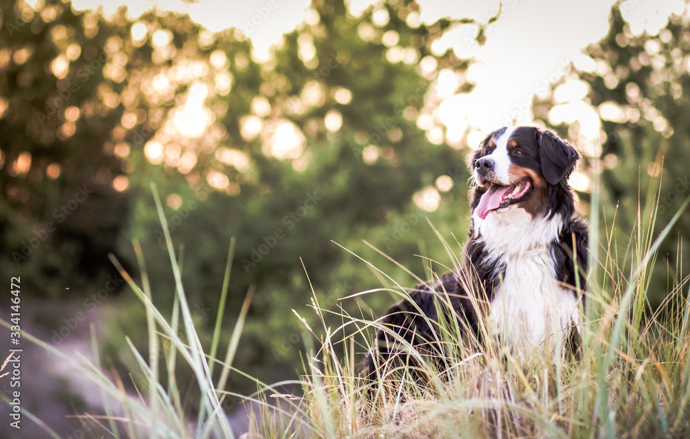 Bernese mountain dog posing near the Baltic sea in Lithuania. Beautiful dog in beach, sunset around. Bernese mountain dog posing near the Baltic sea in Lithuania. Beautiful dog in beach, sunset around.