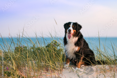 Bernese mountain dog posing near the Baltic sea in Lithuania. Beautiful dog in beach, sunset around.