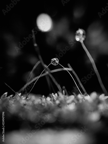 spider on web © Cyril