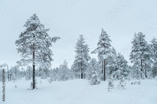 Winter beautiful landscape with trees covered with hoarfrost