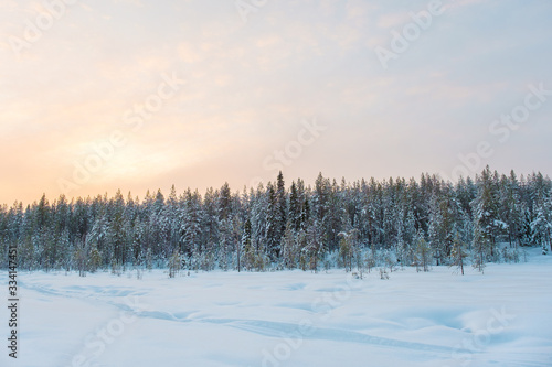 Winter beautiful landscape with trees covered with hoarfrost