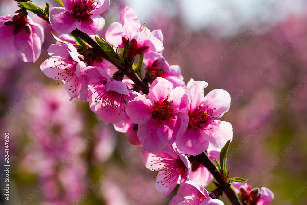 Obraz premium Peach flowers on tree branches