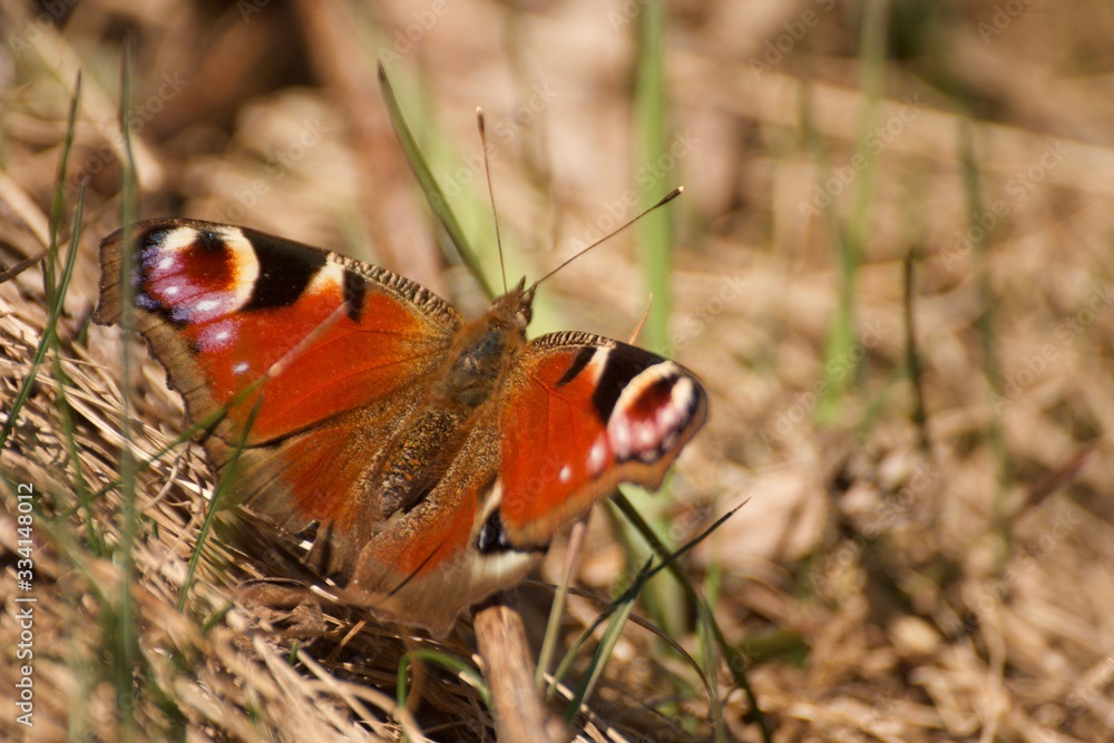 Obraz premium papillon rouge n°1