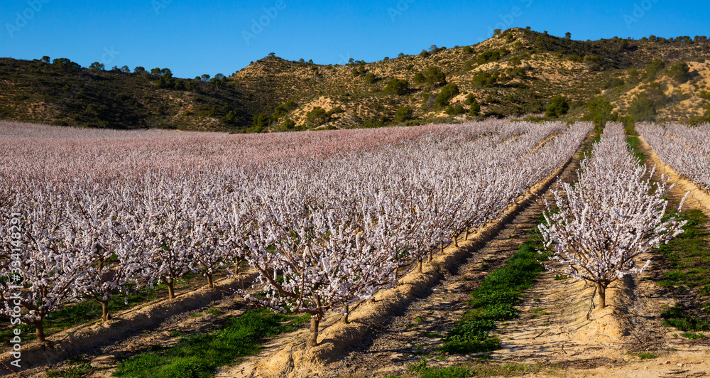 Fototapeta premium Blooming apricot trees in the fields over blue sky in spring