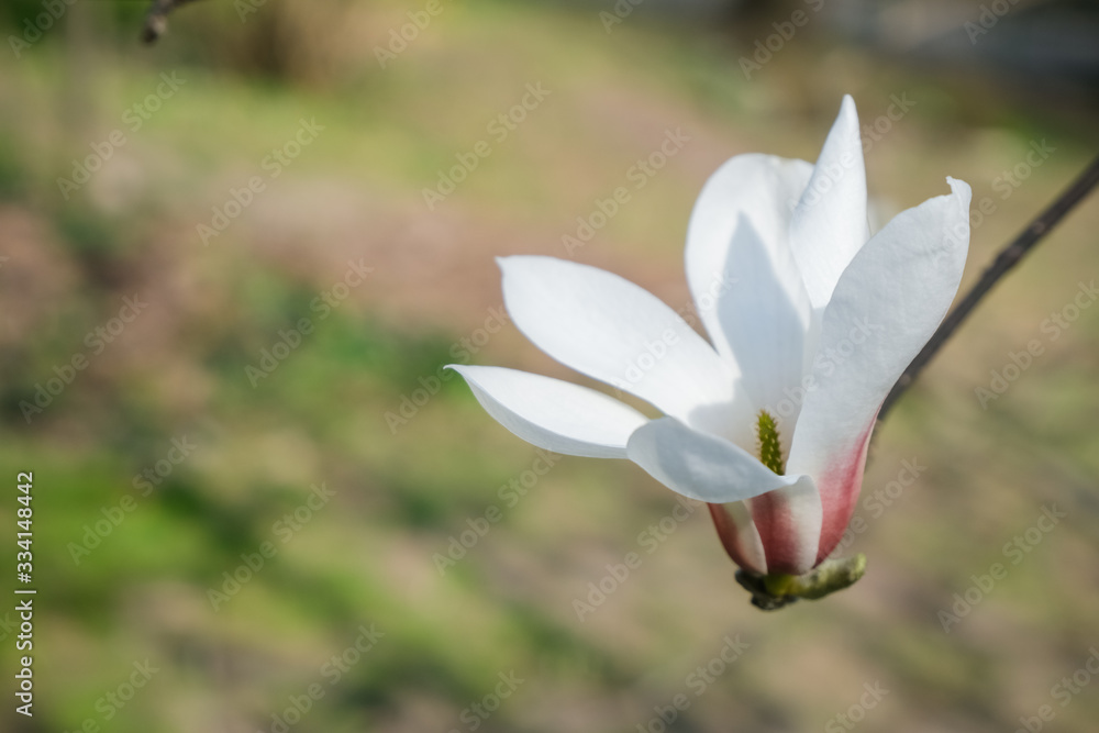 Magnolia bud.Magnolia flower starting to blossom. Magnolia bud.Magnolia flower starting to blossom.