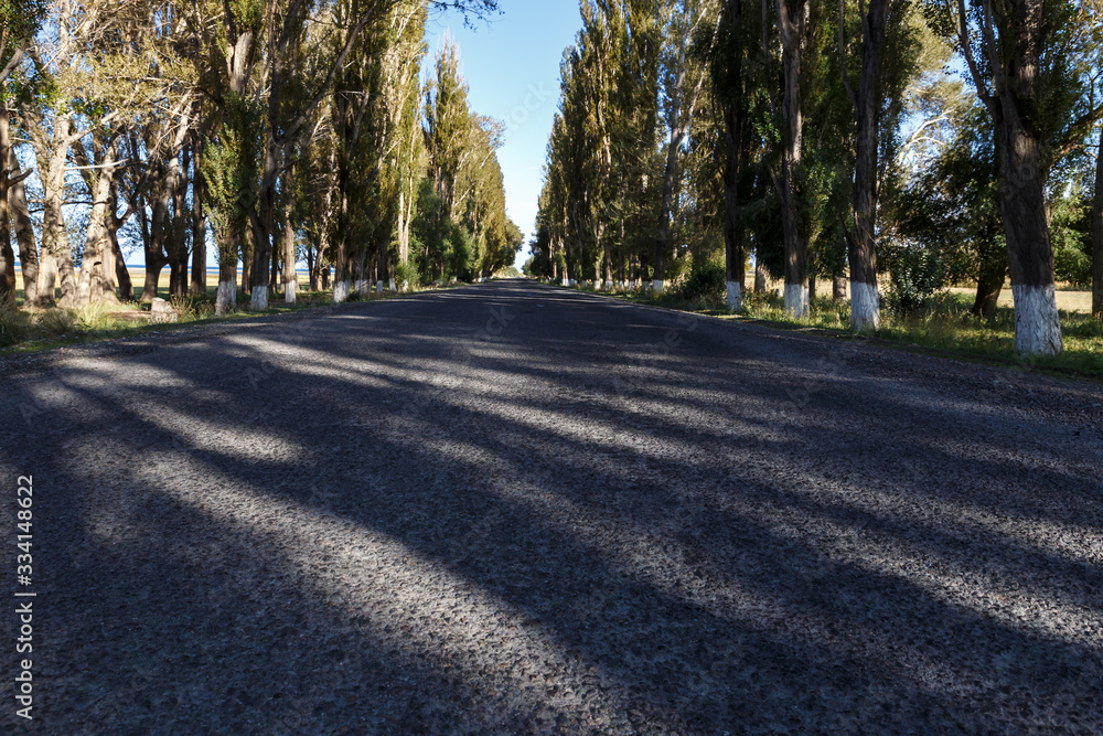 Fototapeta premium asphalt road along the southern shore of Lake Issyk-Kul in Kyrgyzstan. poplar trees on the side of the road.