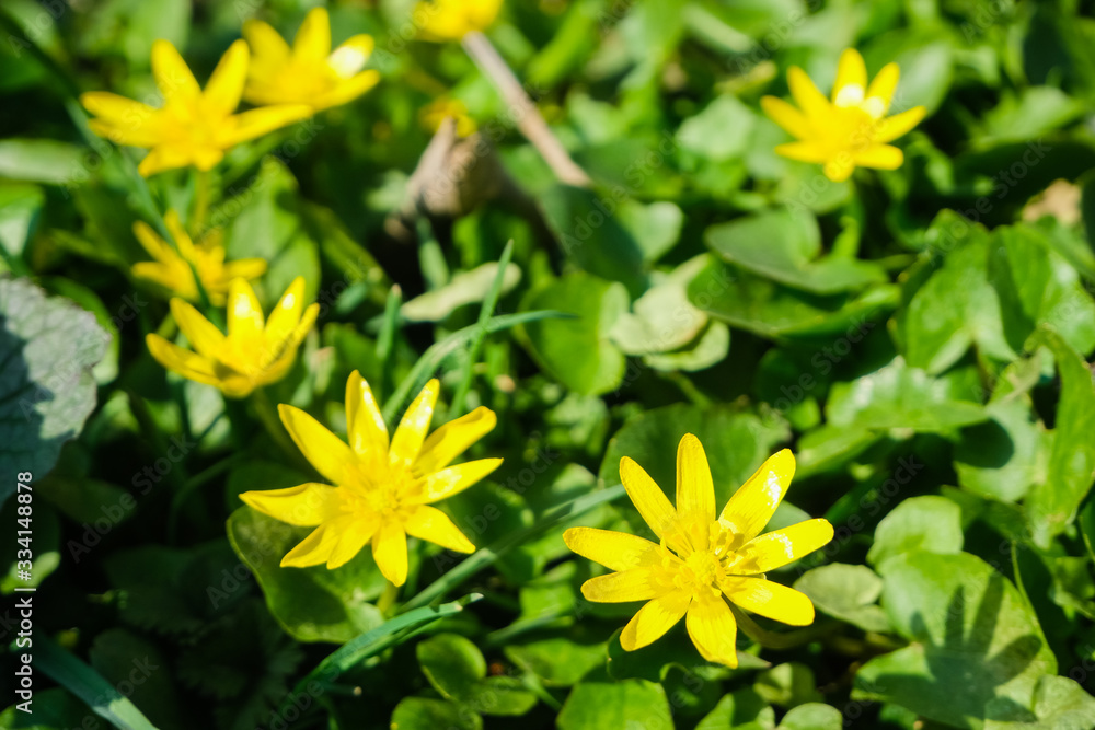 Spring small yellow flowers in the grass. Spring small yellow flowers in the grass.