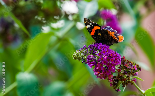 side view of a red admiral butterfly on a butterfly bush, common insect specie from Europe photo