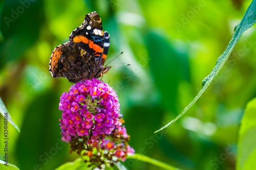 Macro closeup of a red admiral butterfly, common insect specie from Europe photo