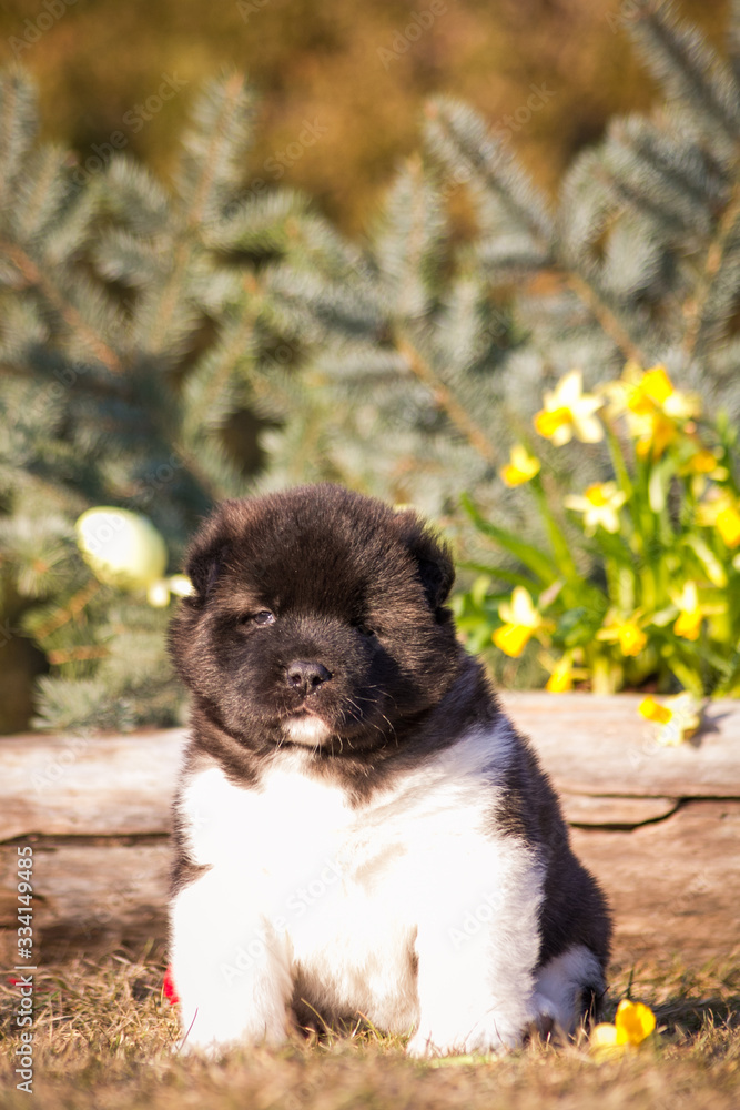 Fototapeta premium American akita puppies posing near Easter decorations. Spring is coming. Easter puppies. 