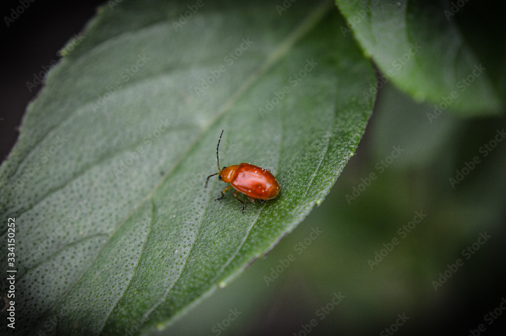 ladybug on a leaf ladybug on a leaf