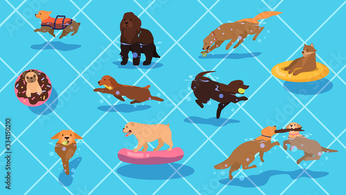 Cute funny purebred dog in the pool set. Dog in swimming pool