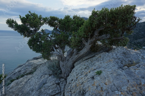 tree in mountains