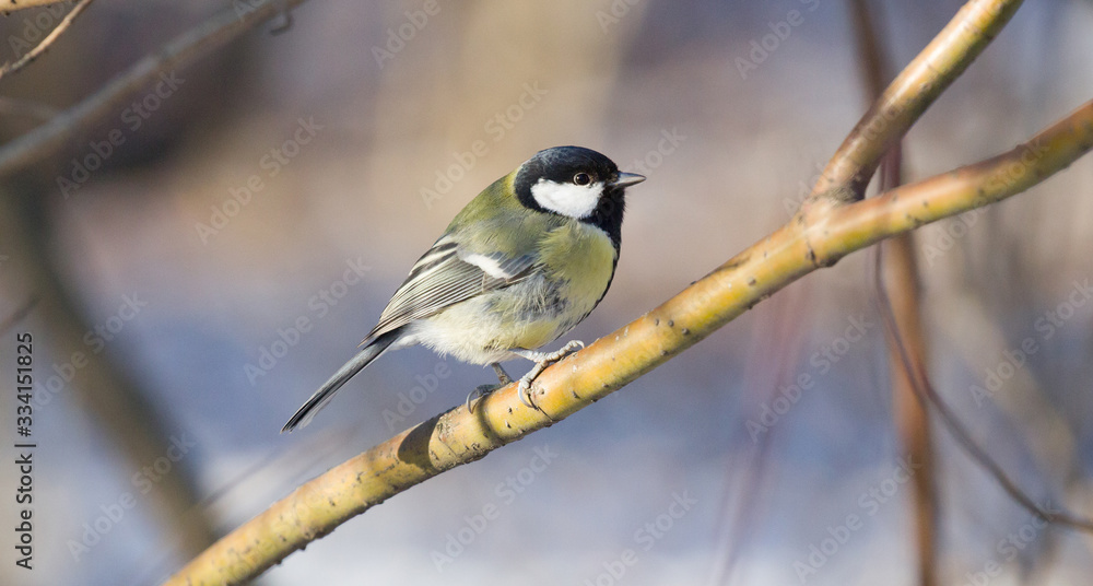 Fototapeta premium great tit on light tree branch