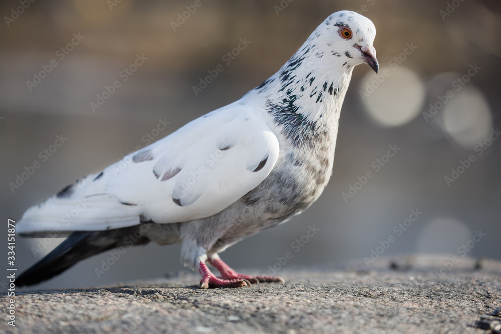 standing pied dove on light background