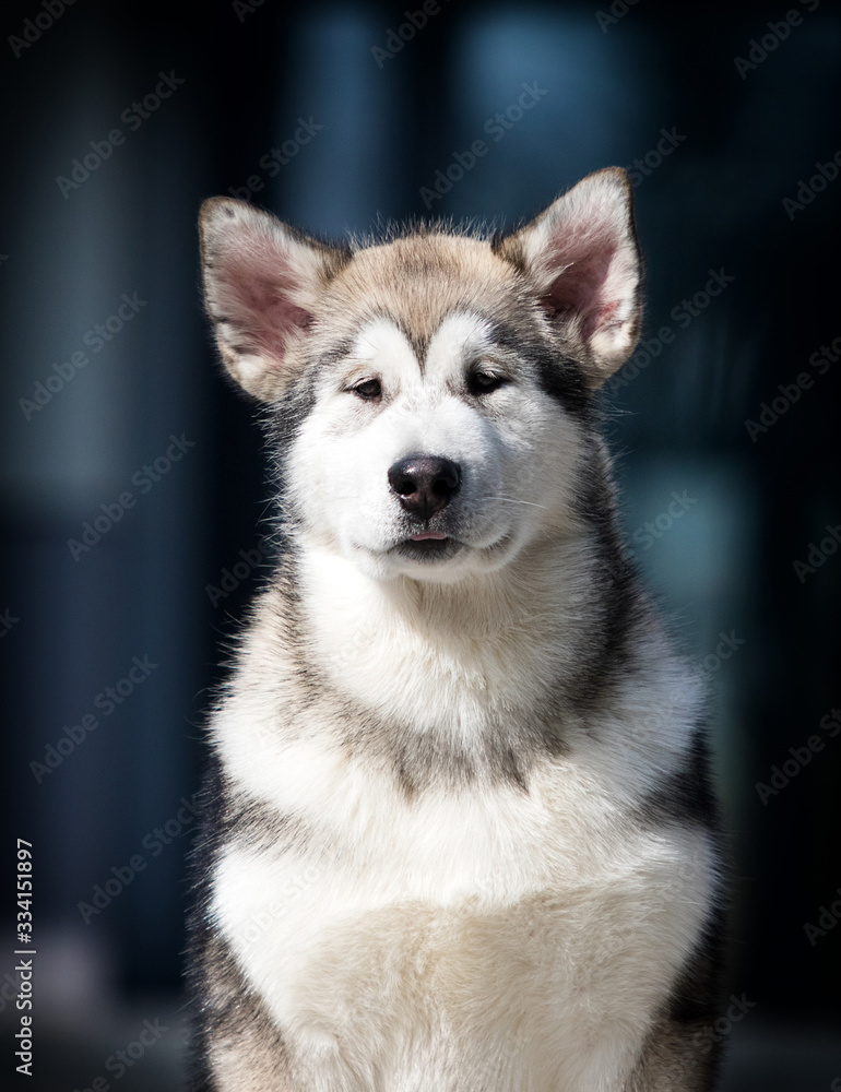 Malamute breed dog on a background of a house in the city Malamute breed dog on a background of a house in the city