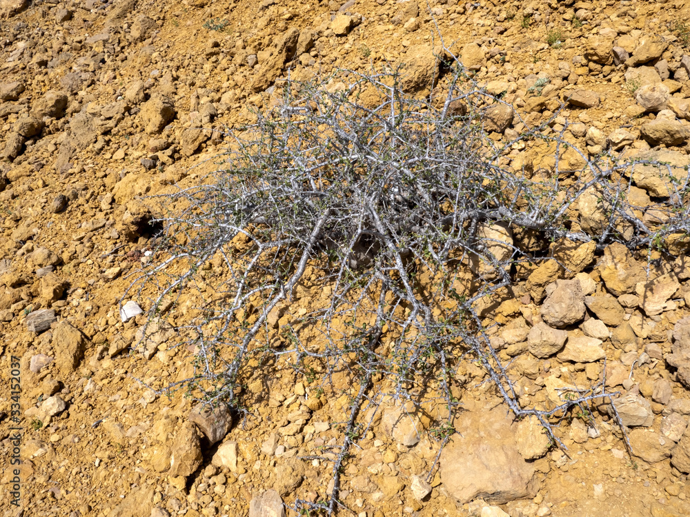 Xerophyte vegetation on the northeast coast of the Indian Ocean. Oman Xerophyte vegetation on the northeast coast of the Indian Ocean. Oman