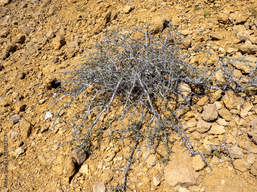 Xerophyte vegetation on the northeast coast of the Indian Ocean. Oman