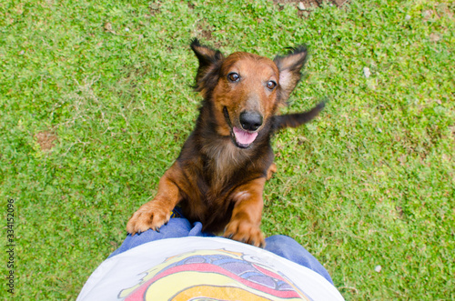 Fotografia Long haired pup dachshund seeking for the attention of the owner