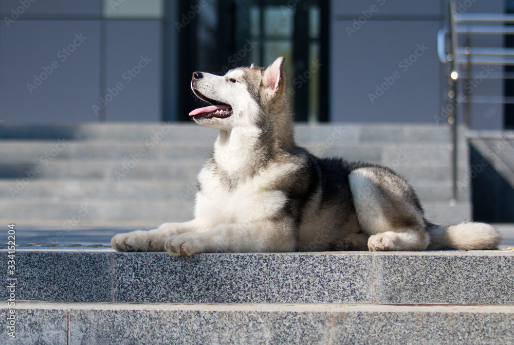malamute breed dog lies sideways